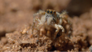 Spider looking towards camera standing on dirt.